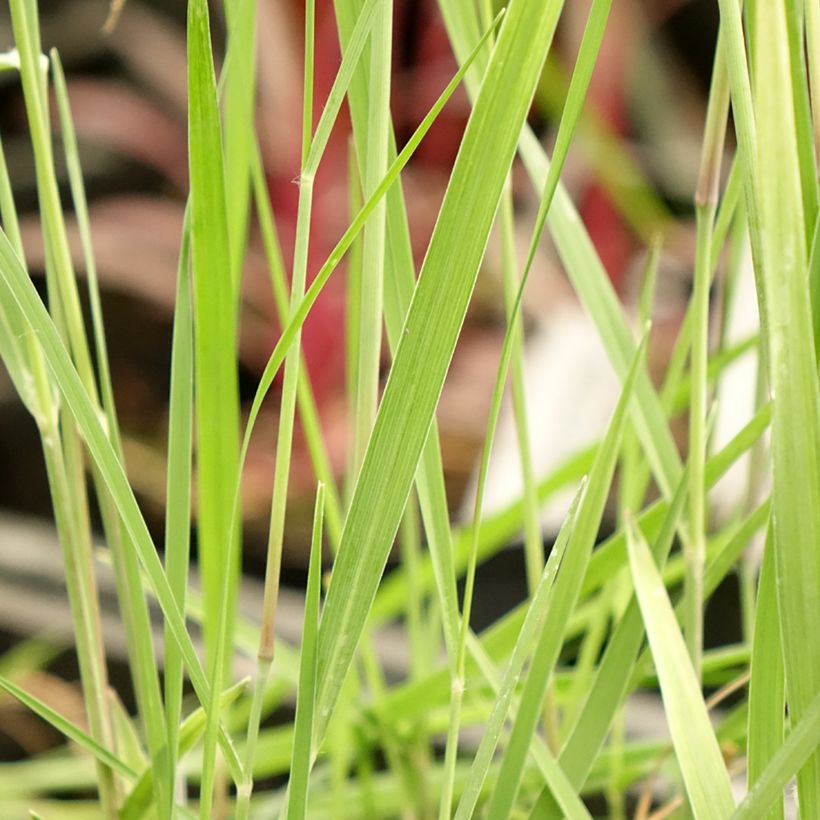 Panicum virgatum Heiliger Hain - Ruten-Hirse (Laub)