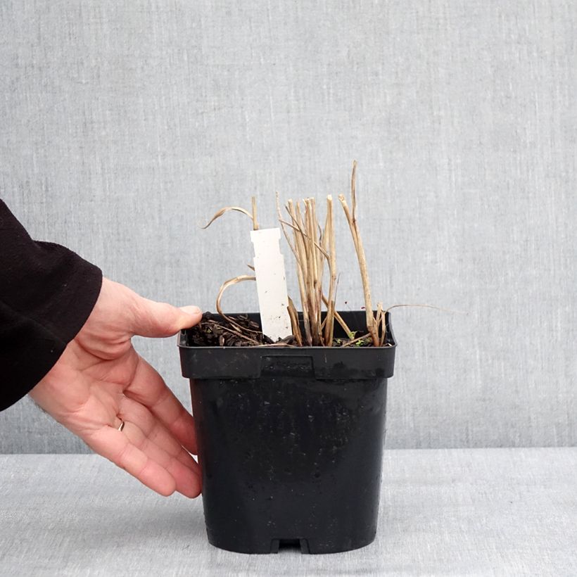 Exemplar von Panicum virgatum Heiliger Hain - Ruten-Hirse Topf mit 2L/3L wie im Winter geliefert