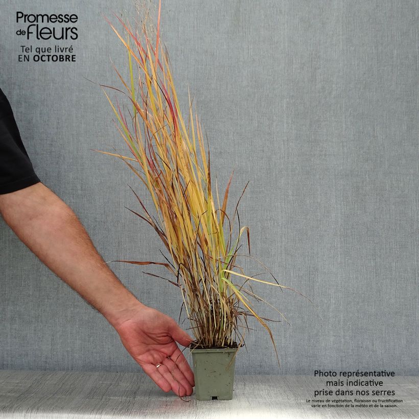 Exemplar von Panicum virgatum Hot Rod - Ruten-Hirse wie im Herbst geliefert