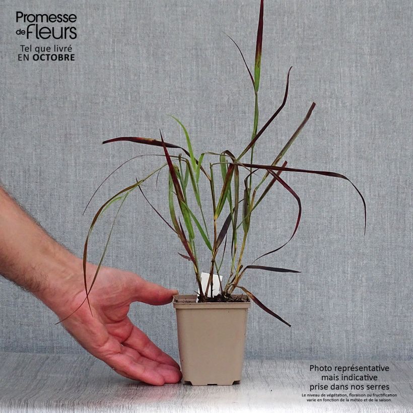 Exemplar von Panic érigé - Panicum virgatum Kulsenmoor  Godet de 9cm wie im Herbst geliefert