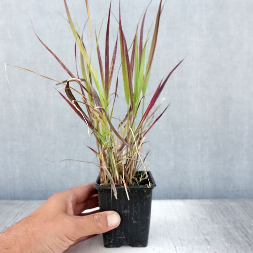 Exemplar von Panic érigé - Panicum virgatum Oxblood Autumn - Godet de 8/9 cm wie im Sommer geliefert