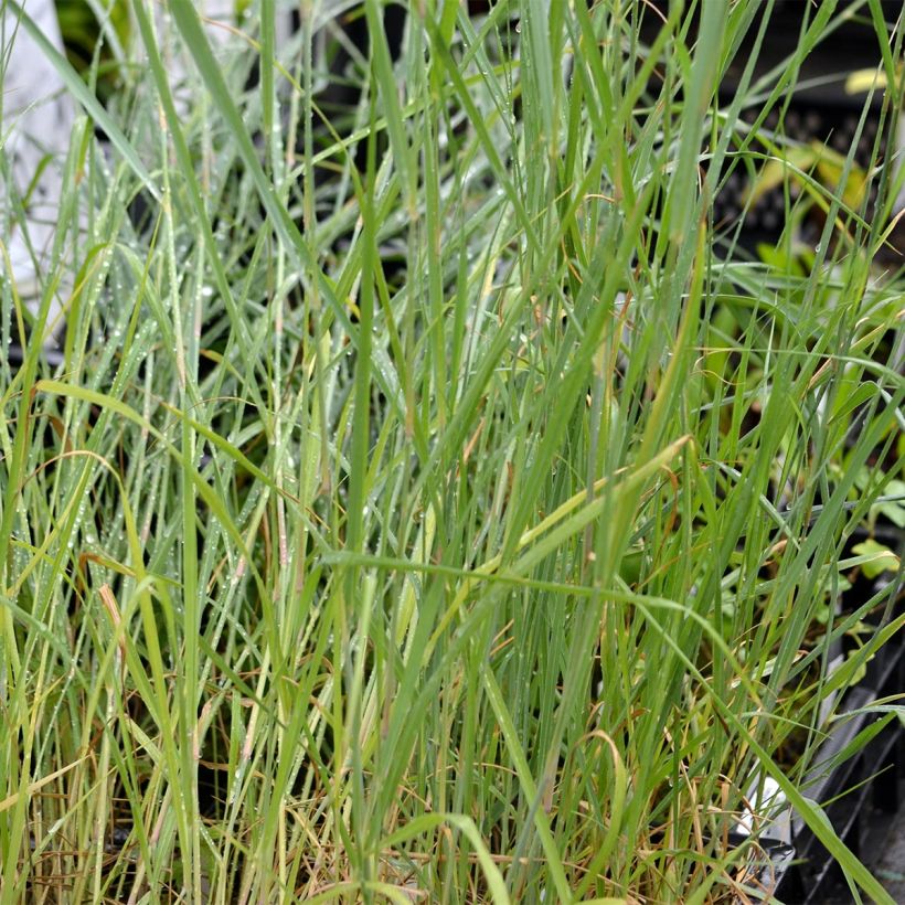 Panicum virgatum Prairie Sky - Ruten-Hirse (Laub)