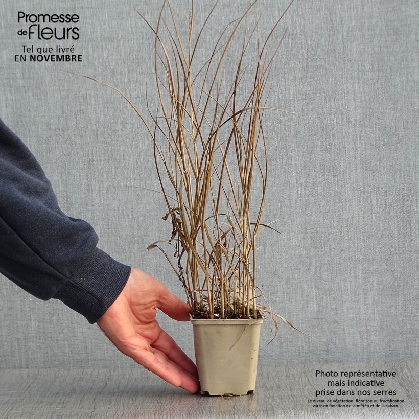 Exemplar von Panicum virgatum Prairie Sky - Ruten-Hirse wie im Herbst geliefert