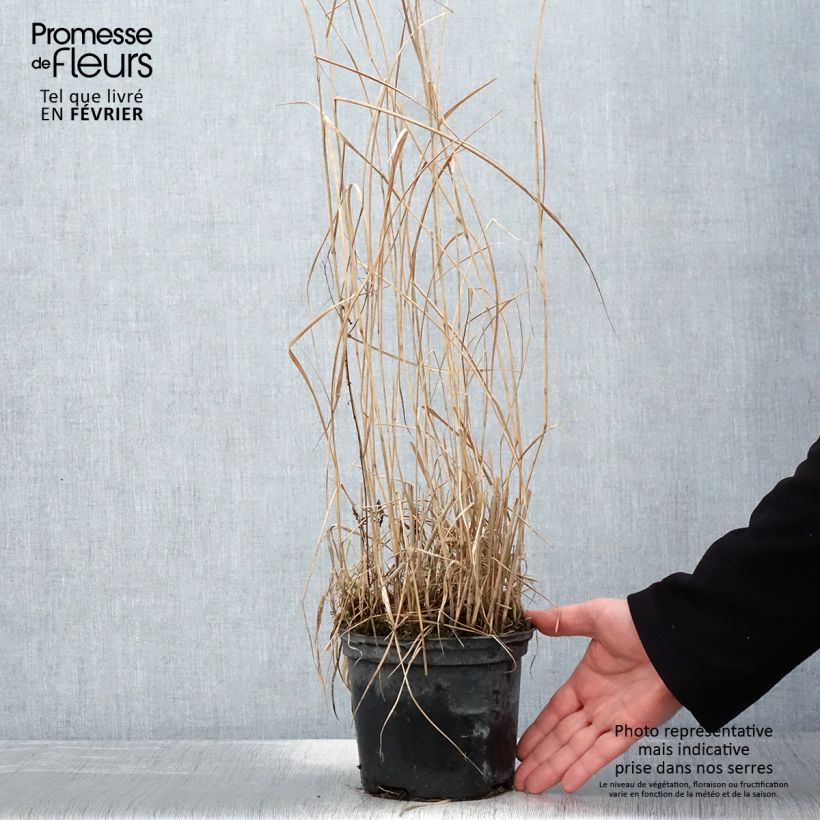 Exemplar von Panicum virgatum Prairie Sky - Ruten-Hirse wie im Winter geliefert