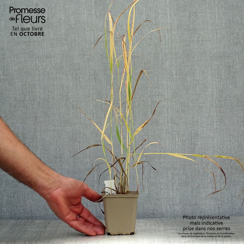 Exemplar von Panic érigé - Panicum virgatum Sangria en godet de 9 cm wie im Herbst geliefert