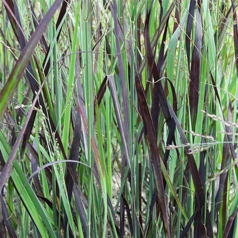 Panicum virgatum Blue Darkness - Ruten-Hirse (Laub)