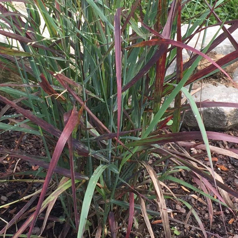 Panicum virgatum Hot Rod - Ruten-Hirse (Laub)