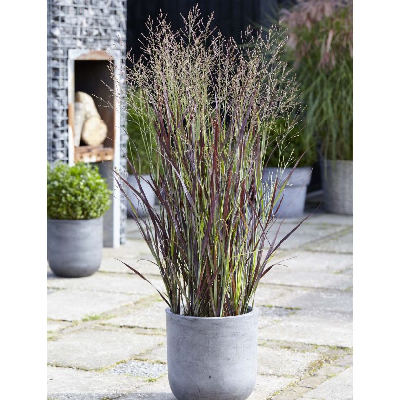 Panicum virgatum Purple Breeze - Ruten-Hirse (Hafen)