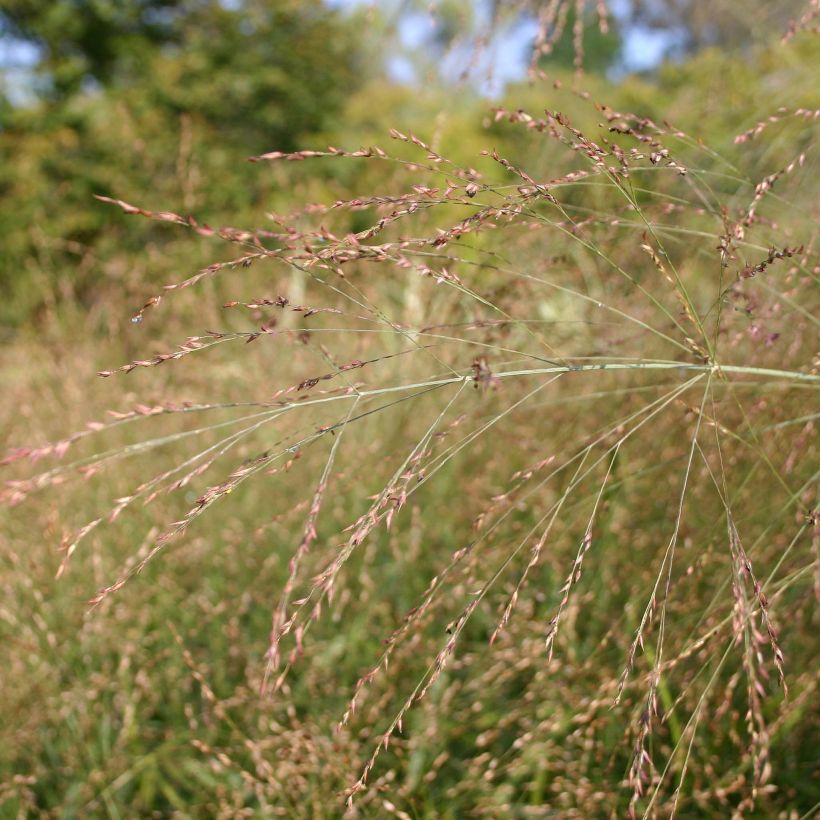 Panicum virgatum Rehbraun - Ruten-Hirse (Blüte)