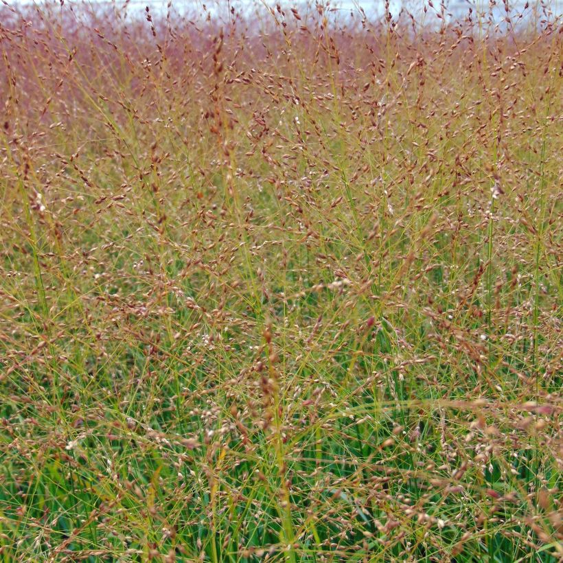 Panicum virgatum Rotstrahlbusch - Ruten-Hirse (Blüte)