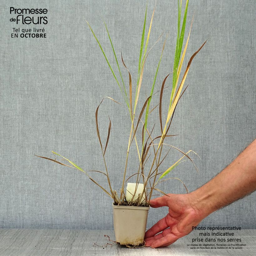 Exemplar von Panicum virgatum Squaw - Panic érigé  Godet de 9cm wie im Herbst geliefert