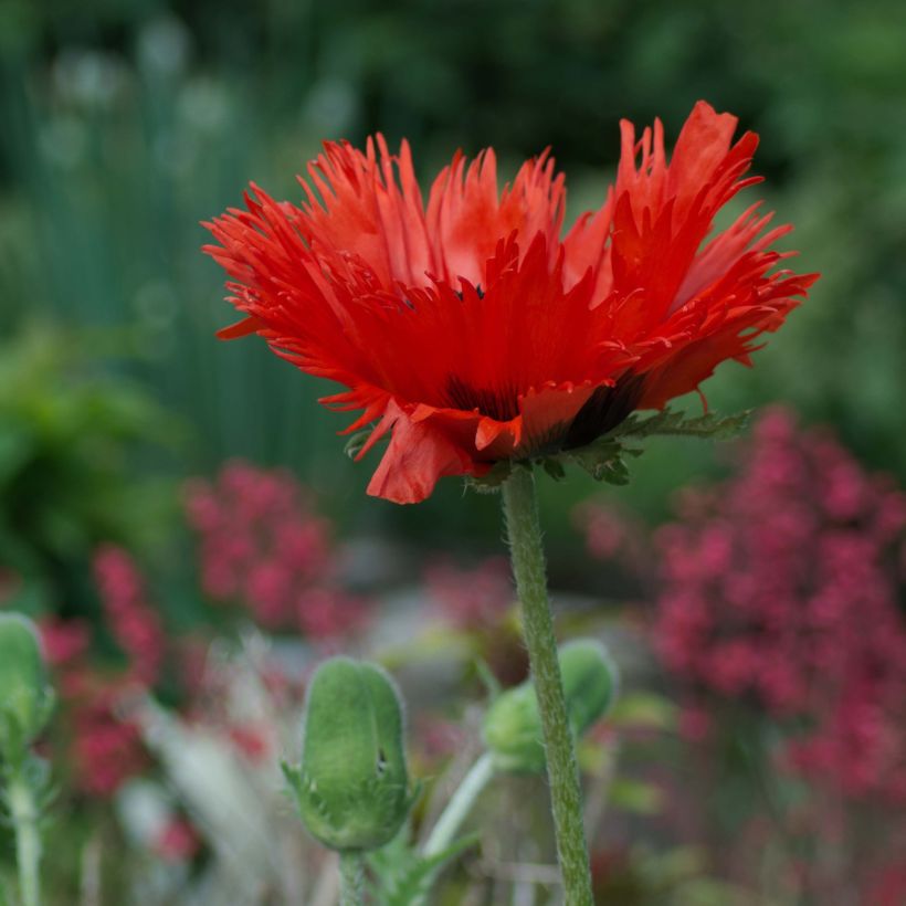 Orientalischer Mohn Curlilocks - Papaver orientale (Hafen)