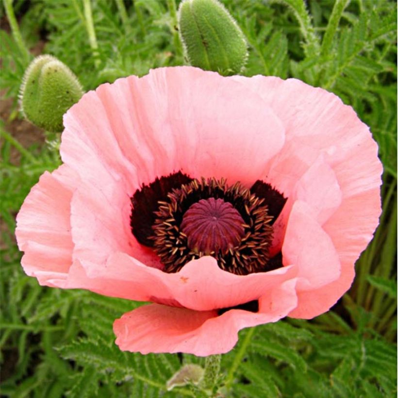 Orientalischer Mohn Helen Elisabeth - Papaver orientale (Blüte)