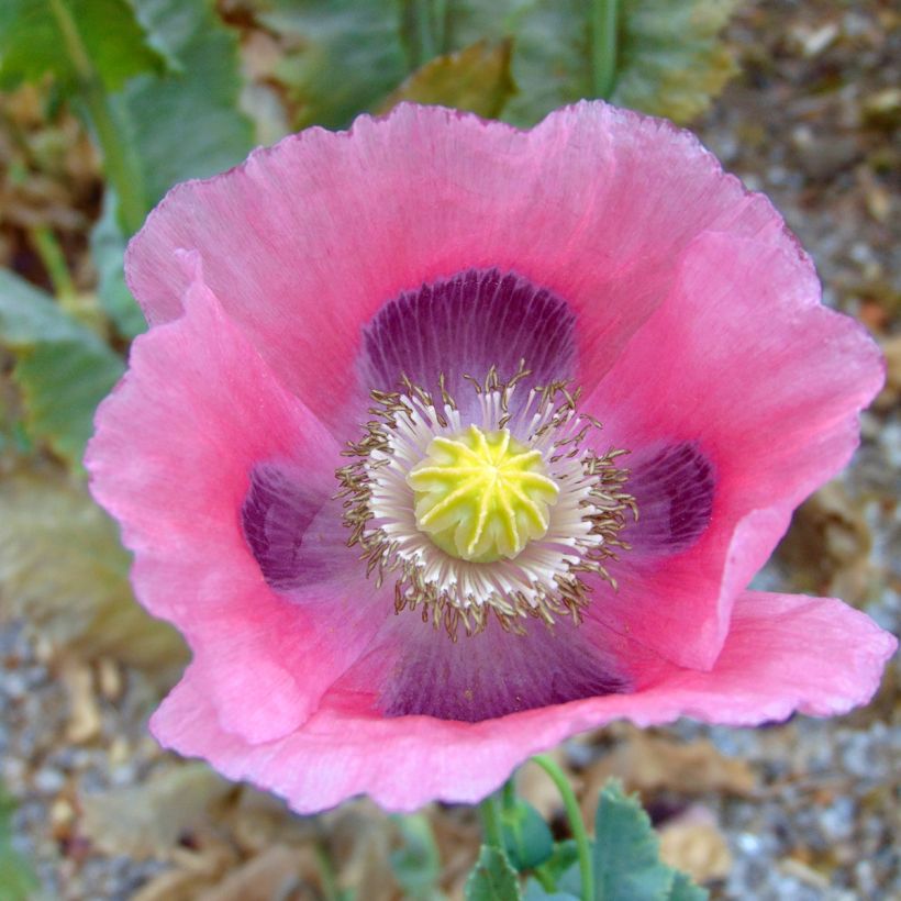 Schlaf-Mohn nigrum - Papaver somniferum (Blüte)