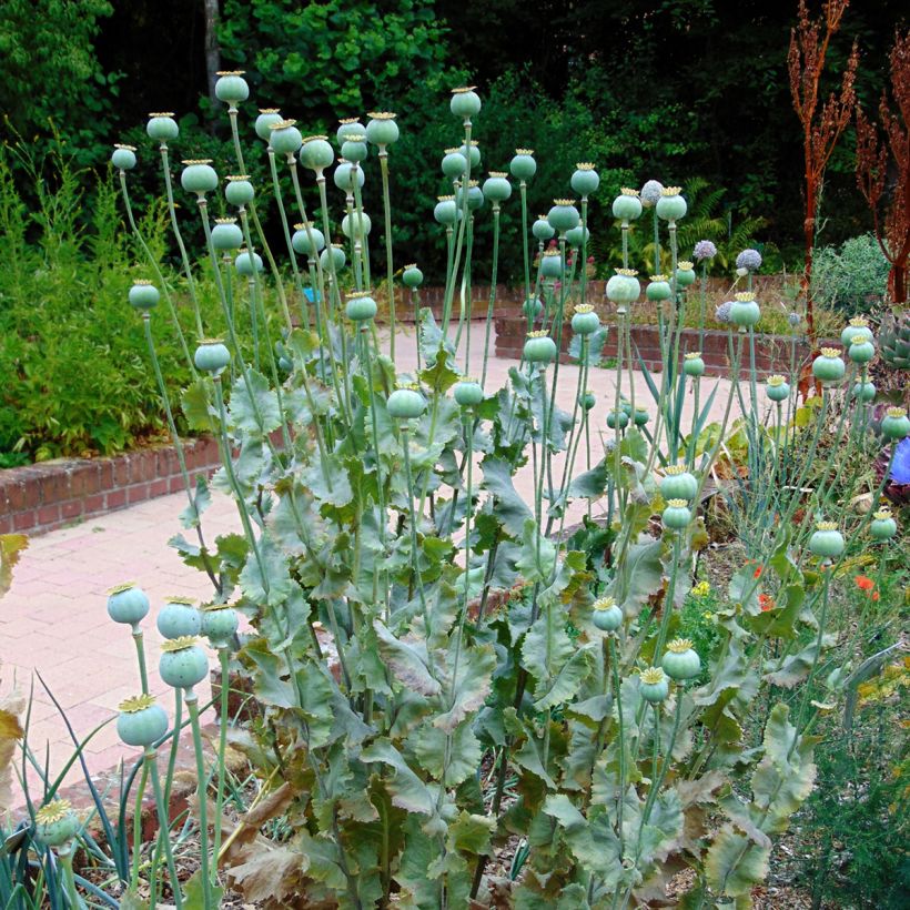 Schlaf-Mohn nigrum - Papaver somniferum (Hafen)