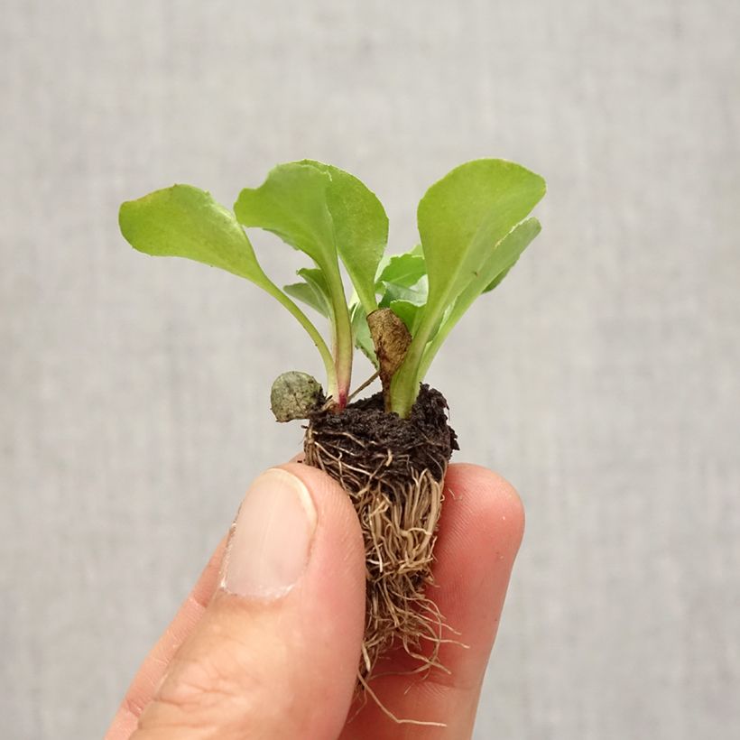 Exemplar von Bellis perennis Tasso - Gänseblümchen Mini-Plug: Plug 2,2 cm x 2 cm in Anzuchtplatte à 35 Stück wie im Herbst geliefert