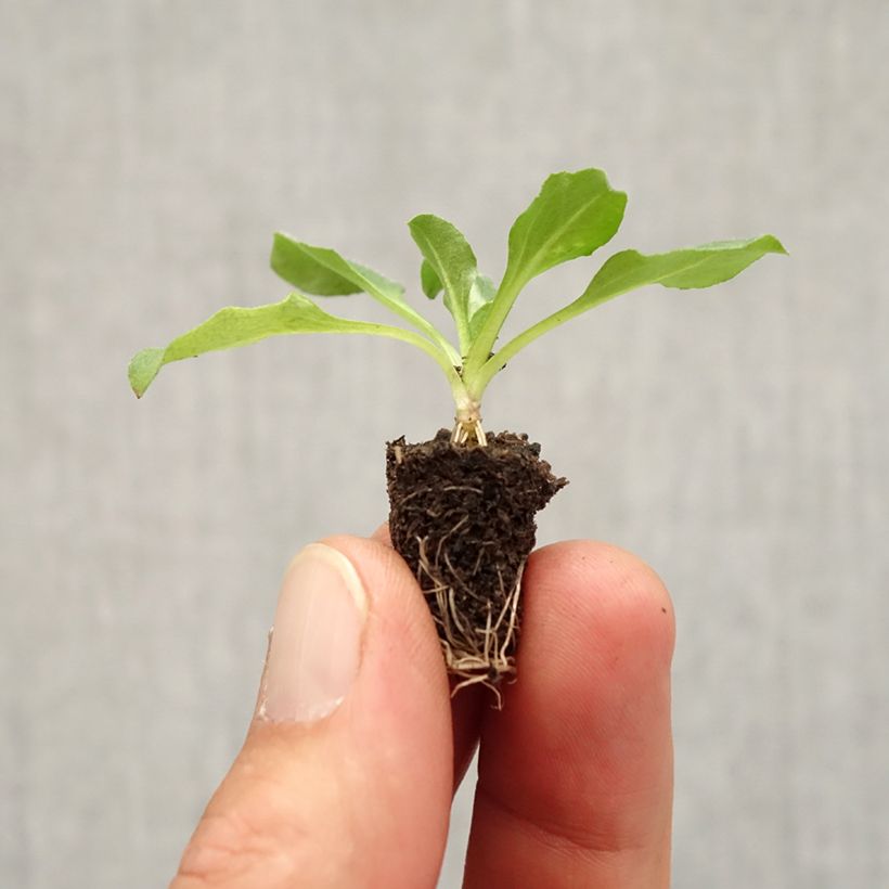 Exemplar von Bellis perennis Tasso - Gänseblümchen Mini-Plug Ø 3/4 cm wie im Herbst geliefert