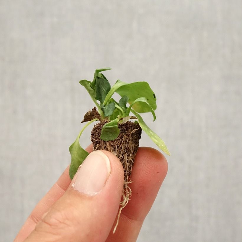 Exemplar von Bellis perennis Tasso Strawberries & Cream - Gänseblümchen Mini-Plug: Plug 2,2 cm x 2 cm in Anzuchtplatte à 35 Stück wie im Herbst geliefert