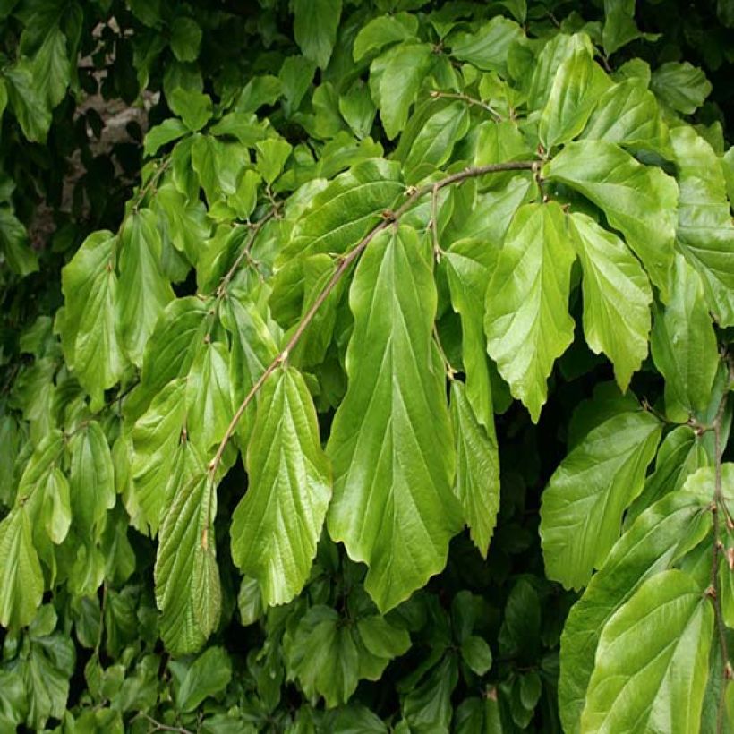 Eisenbaum - Parrotia persica (Laub)