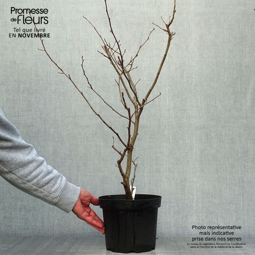 Exemplar von Parrotia persica Vanessa - Arbre de fer Pot de 4L/5L wie im Herbst geliefert