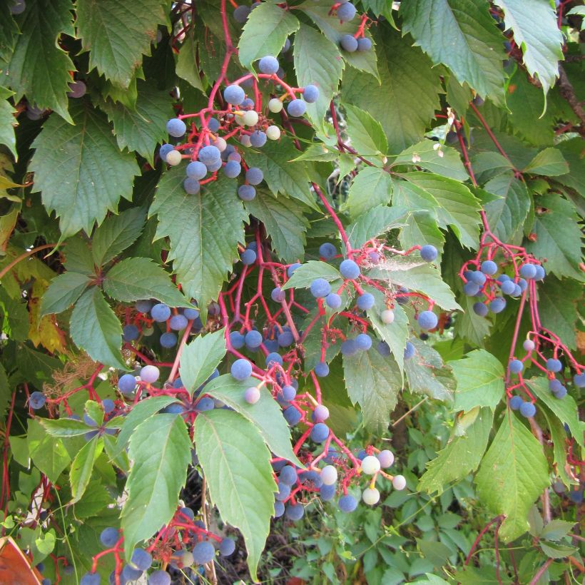 Wilder Wein - Parthenocissus quinquefolia (Laub)