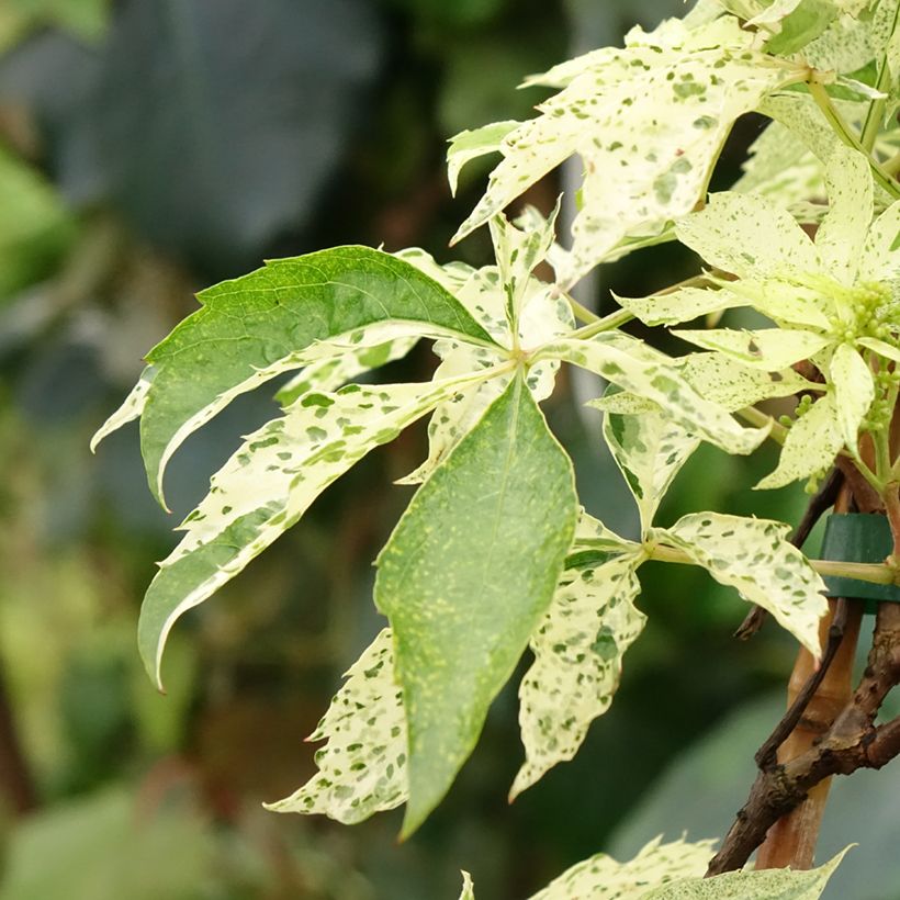 Wilder Wein Star Shower - Parthenocissus quinquefolia (Laub)