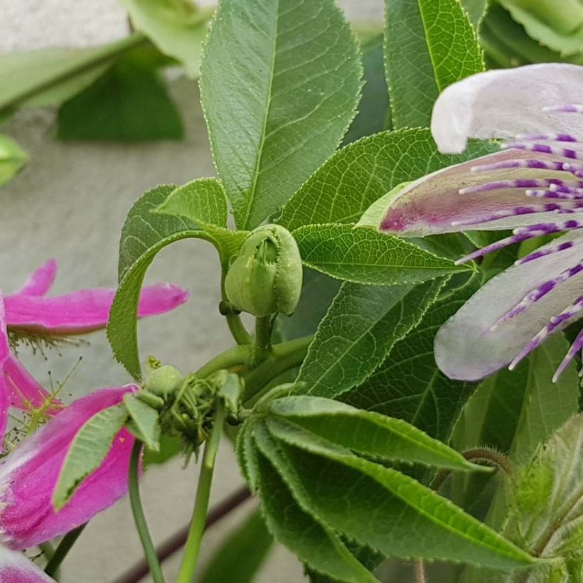 Passionsblume Aurora - Passiflora (Laub)