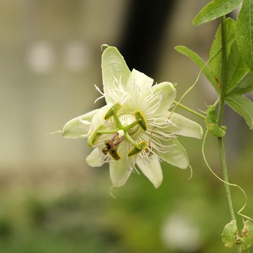 Blaue Passionsblume - Passiflora caerulea (Blüte)