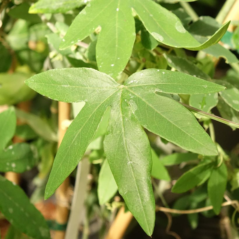 Passionsblume Snow Queen - Passiflora hybrida (Laub)