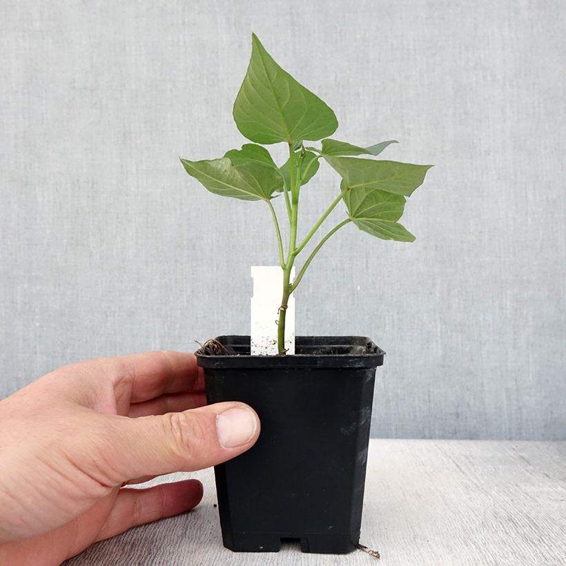 Exemplar von Patate douce Bonita en plants - Ipomoea batatas - Pot de 10 cm/11cm wie im Frühjahr geliefert