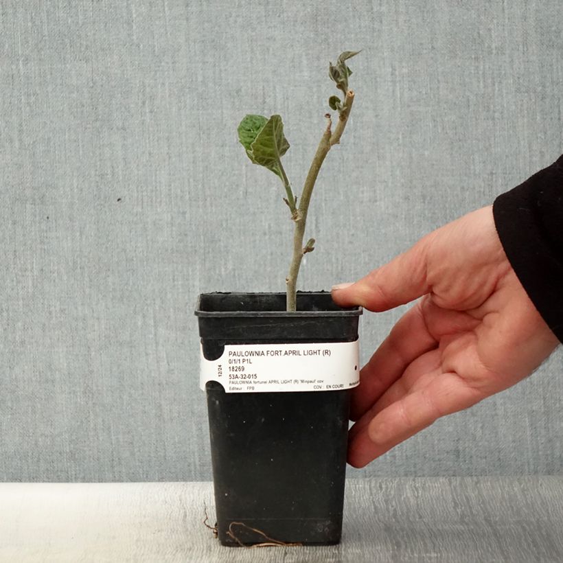 Exemplar von Paulownia fortunei April Light - Blauglockenbaum Topf mit 1L/1,5L wie im Frühjahr geliefert