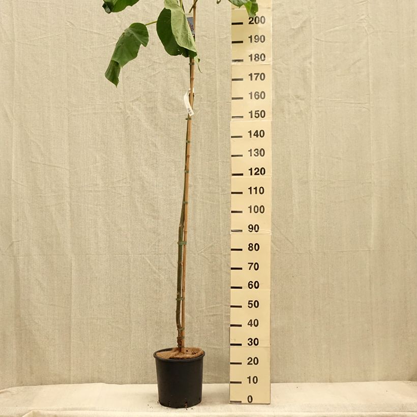 Exemplar von Paulownia fortunei Fast Blue en pot de 12L/15L wie im Herbst geliefert