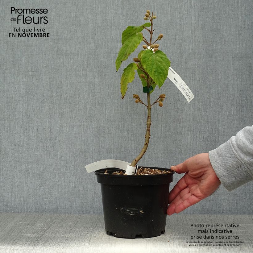 Exemplar von Paulownia tomentosa Hulsdonk - Arbre impérial pot de 3/4L wie im Herbst geliefert