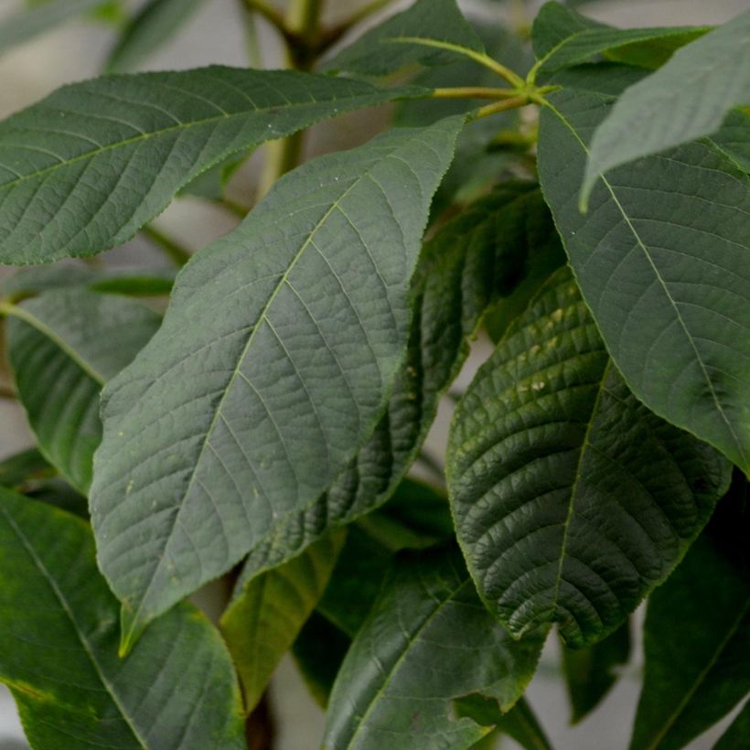 Strauchkastanie - Aesculus parviflora (Laub)