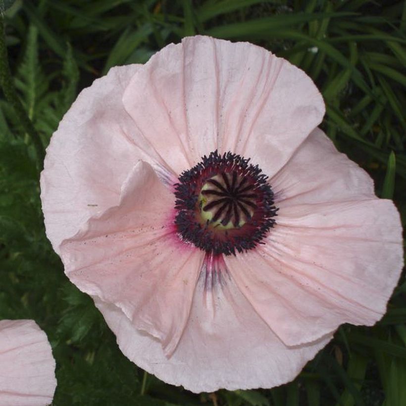 Orientalischer Mohn Karine - Papaver orientale (Blüte)