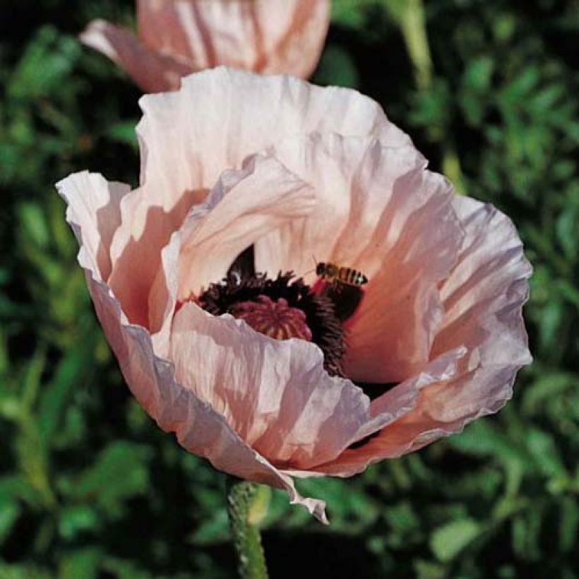 Orientalischer Mohn Princess Victoria Louise - Papaver orientale (Blüte)