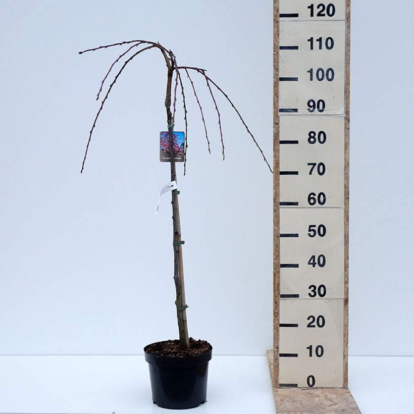 Exemplar von Zierpfirsich Melred Weeping - Prunus persica Topf mit 4L/5LGelieferte Höhe ca. 80/+cm wie im Winter geliefert