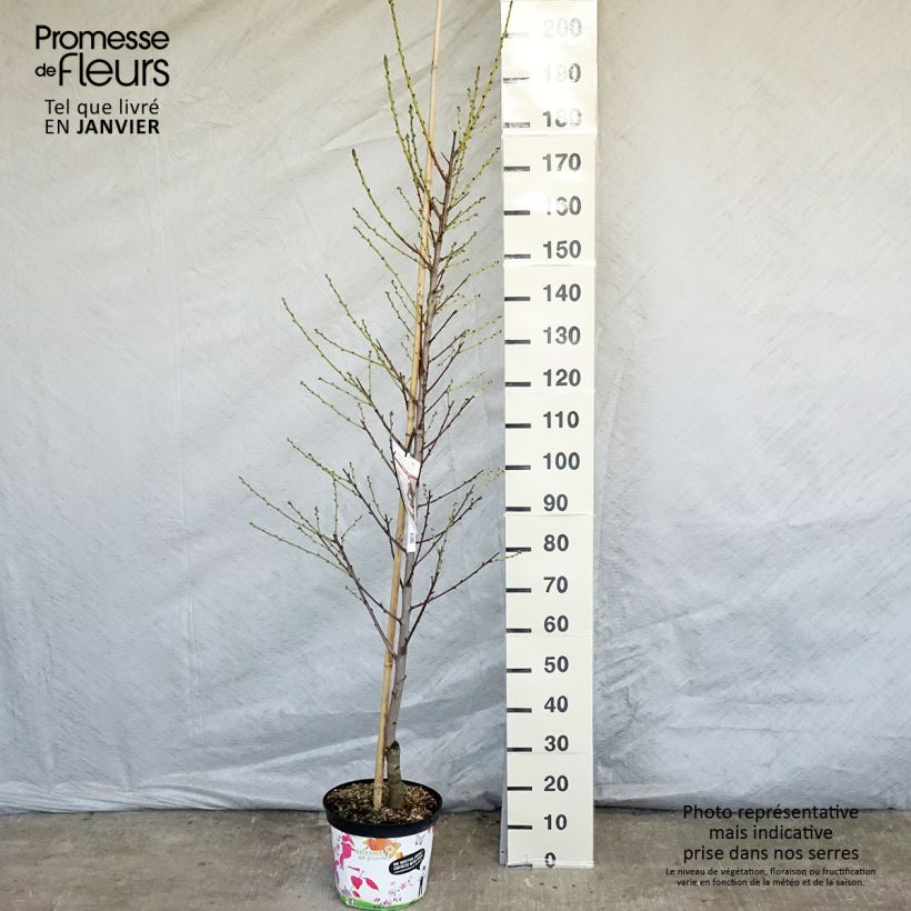 Exemplar von Pêcher à fleurs - Prunus persica Taoflora White Pot de 7,5L/10L wie im Winter geliefert