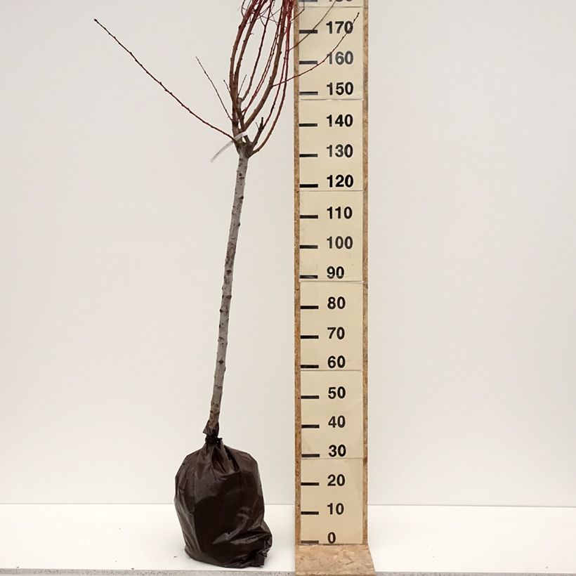 Exemplar von Pfirsich Andromède Zaidrome - Prunus persica Plug "Fertig-zum-Pflanzen", HalbstammGelieferte Höhe ca. 170/+cm wie im Winter geliefert