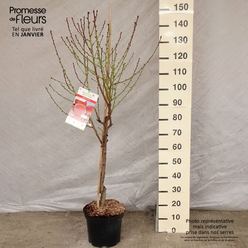 Exemplar von Pfirsich Charles Ingouf - Prunus persica Topf mit 7,5L/10L, Gobelet-FormGelieferte Höhe ca. 140/160cm wie im Winter geliefert