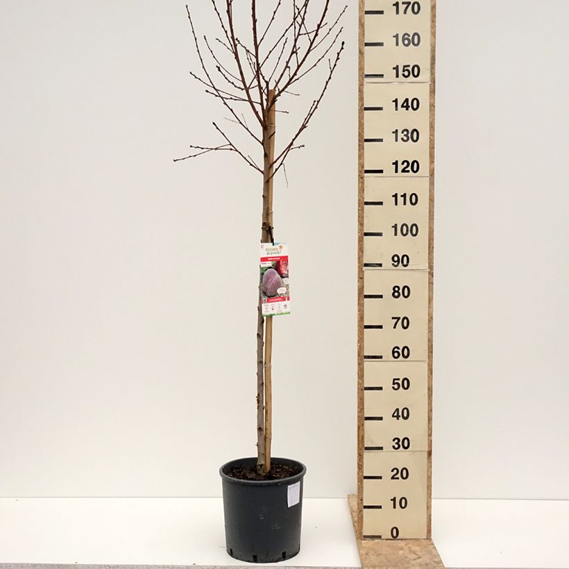 Exemplar von Pfirsich Vigne jaune - Prunus persica Topf mit 7,5L/10L, Gobelet-FormGelieferte Höhe ca. 125/150cm wie im Winter geliefert