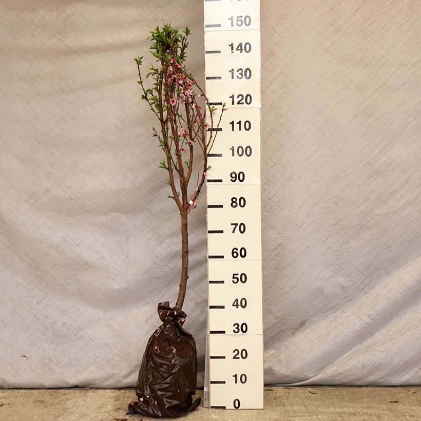 Exemplar von Pfirsich Vigne Sanguine - Prunus persica Plug "Fertig-zum-Pflanzen", Gobelet-FormGelieferte Höhe ca. 90/+cm wie im Frühjahr geliefert