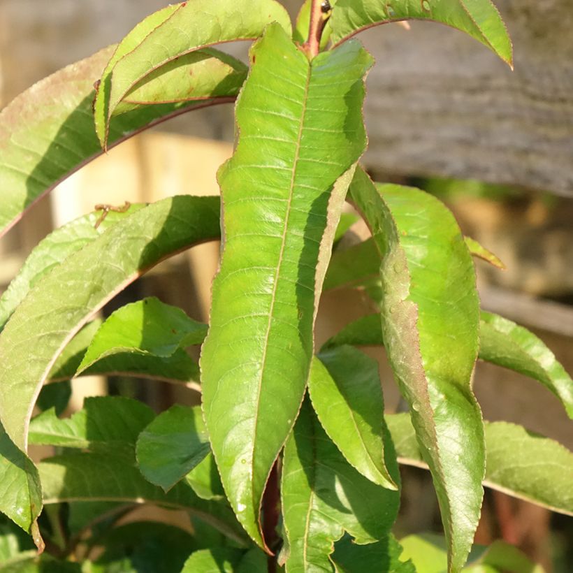 Pfirsich Vigne Sanguine - Prunus persica (Laub)