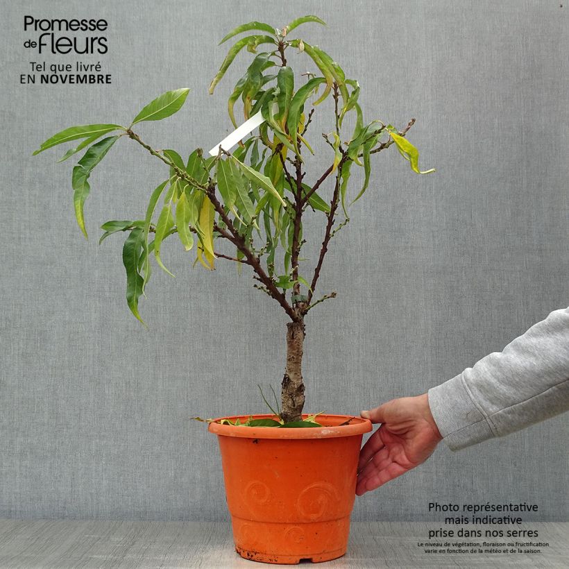 Exemplar von Zwerg-Pfirsich Diamond Zaipevi - Prunus persica wie im Herbst geliefert