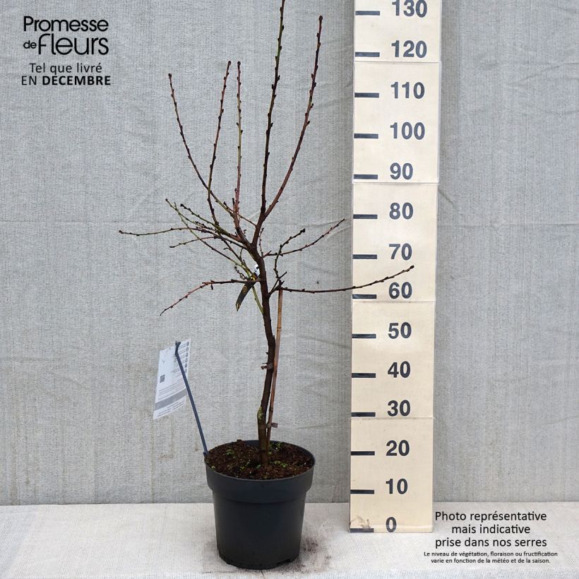 Exemplar von Zwerg-Pfirsich Ice Peach Gelo Fruit Me - Prunus persica wie im Herbst geliefert