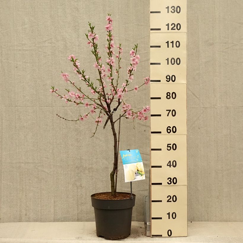 Exemplar von Zwerg-Pfirsich Ice Peach Gelo Fruit Me - Prunus persica Topf mit 7,5L/10L, Zwergform wie im Frühjahr geliefert