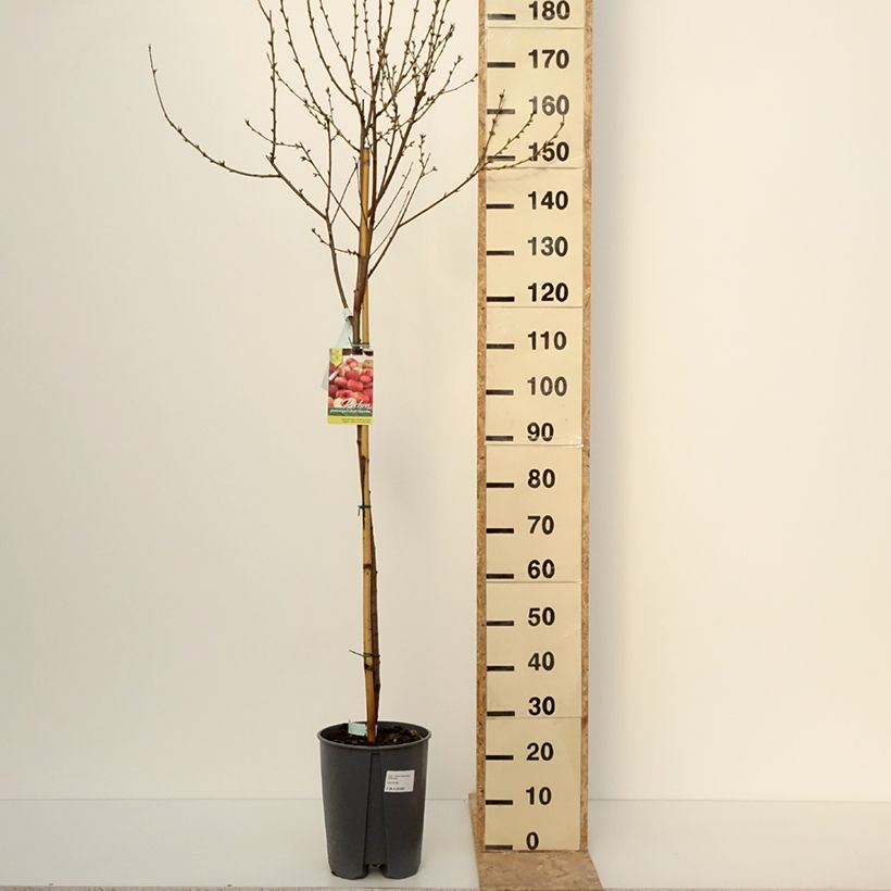 Exemplar von Pfirsich Platicarpa bianca - Prunus persica  Topf mit 7,5L/10L, HalbstammGelieferte Höhe ca. 150/+cm wie im Winter geliefert