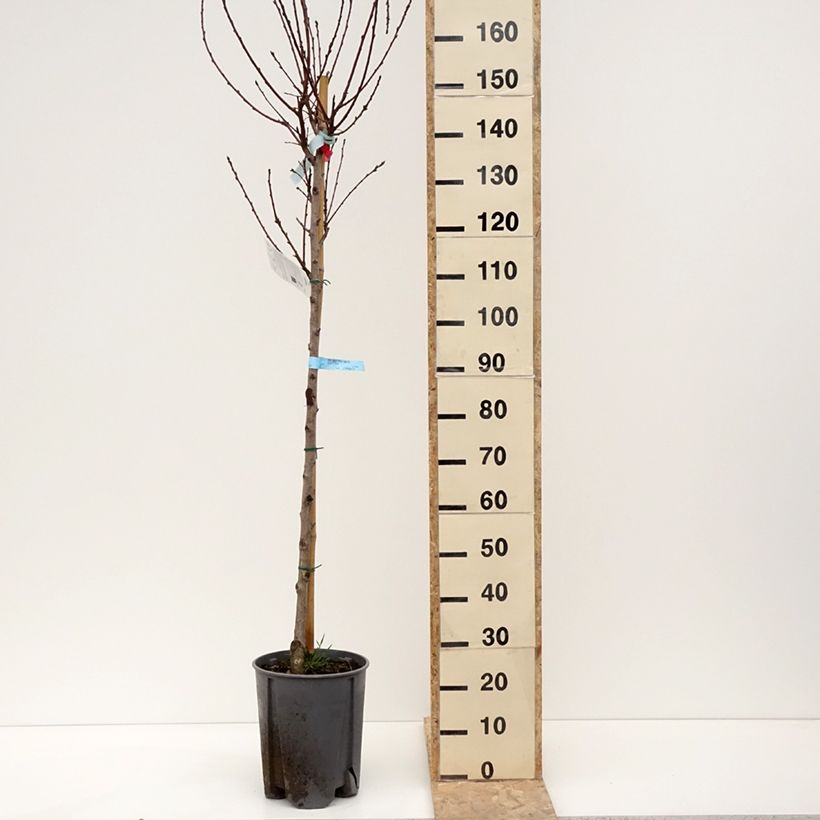 Exemplar von Pfirsich Sanguine - Prunus persica Topf mit 7,5L/10L, HalbstammGelieferte Höhe ca. 200/220cm wie im Winter geliefert