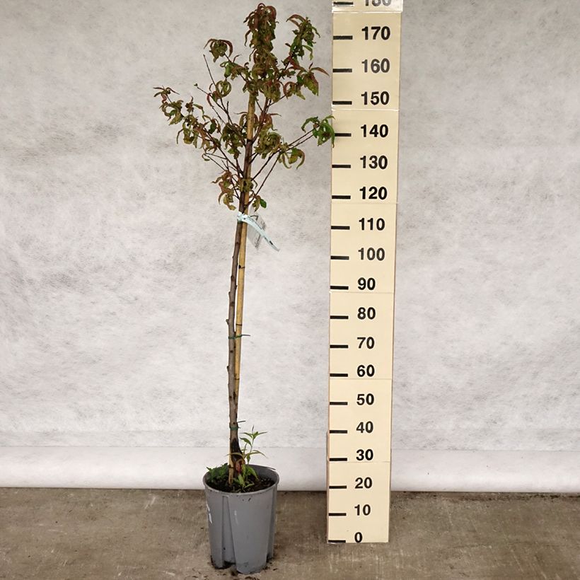 Exemplar von Pfirsich Redhaven - Prunus persica Topf mit 7,5L/10L, HalbstammGelieferte Höhe ca. 150/175cm wie im Frühjahr geliefert