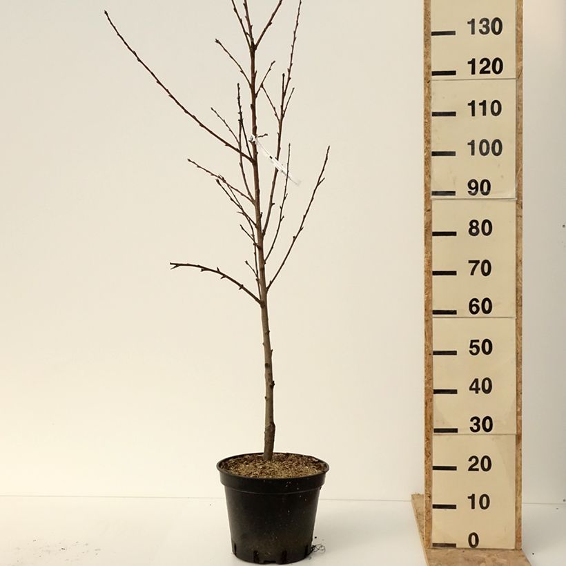 Exemplar von Pfirsich Saturne bailou - Prunus persica Topf mit 7,5L/10LGelieferte Höhe ca. 125/150cm wie im Winter geliefert